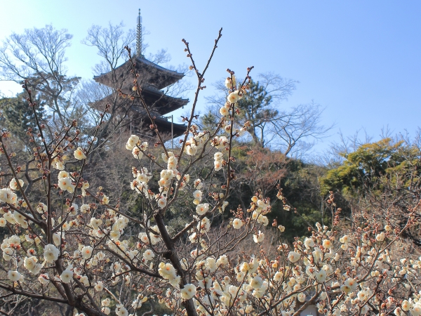 梅と三重塔-1