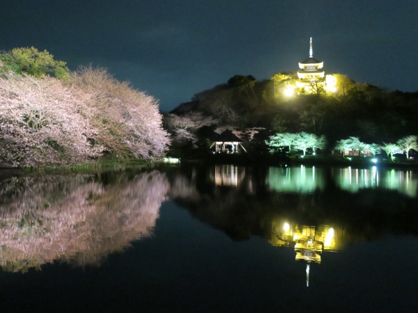 夜桜