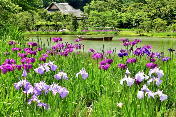 花菖蒲と鶴翔閣