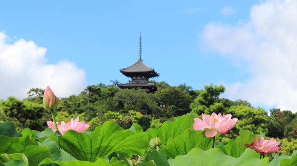 蓮と三重塔-1