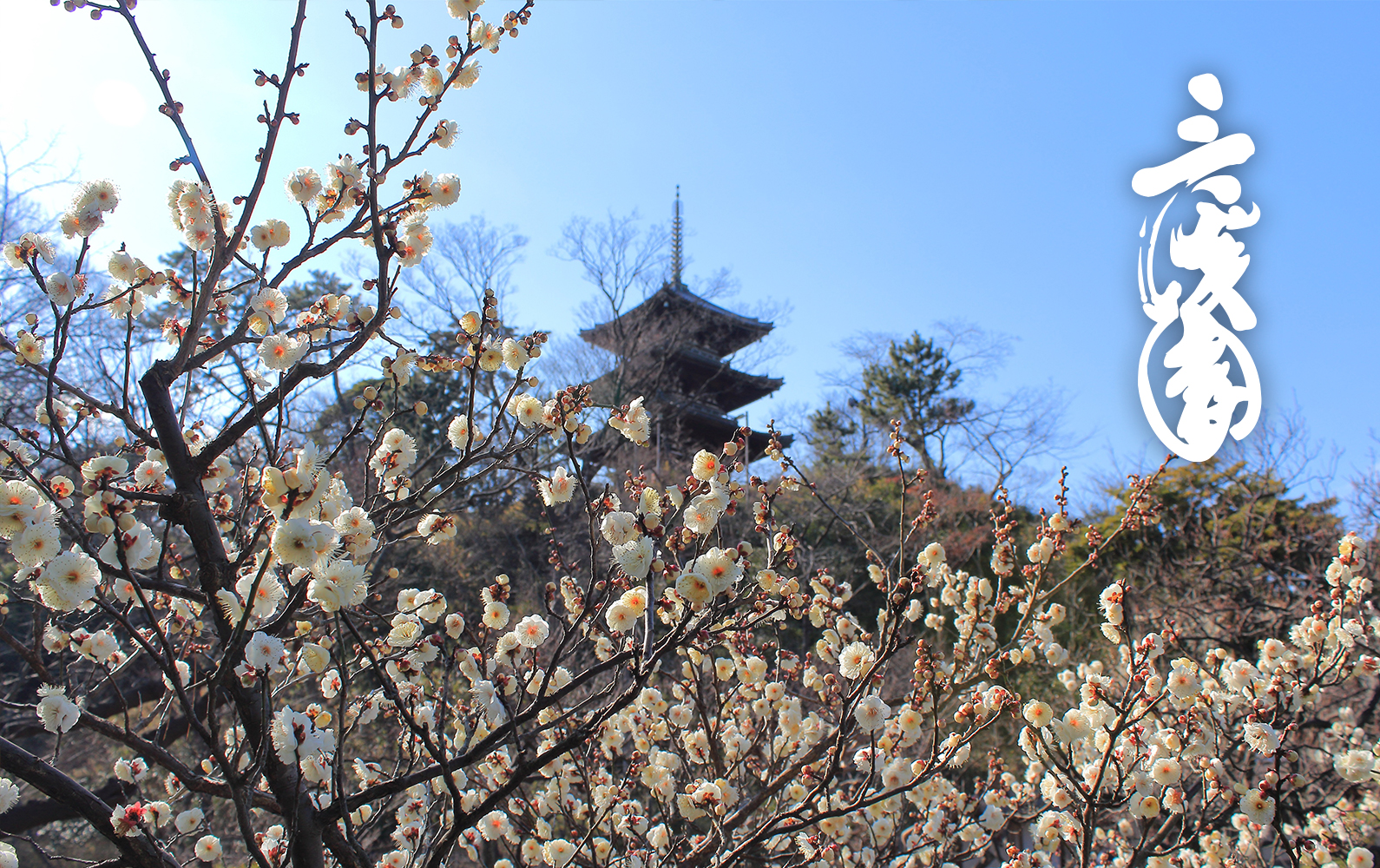 油絵南円堂の桜 油絵南円堂の桜 油絵南円堂の桜