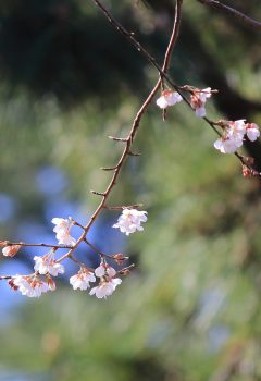 ショウカワザクラ２世