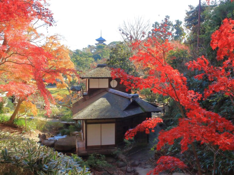 紅葉の遊歩道開放