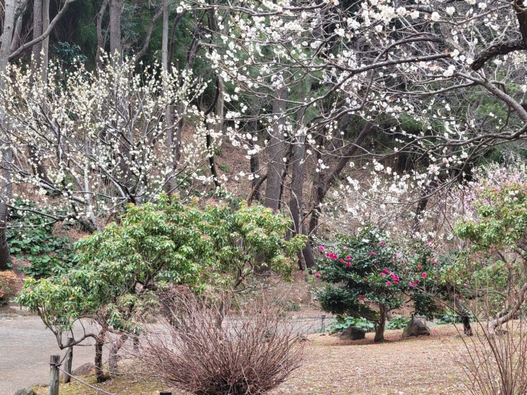 梅の開花情報 - お知らせ | 横浜 三溪園