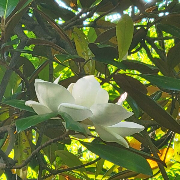 タイサンボク