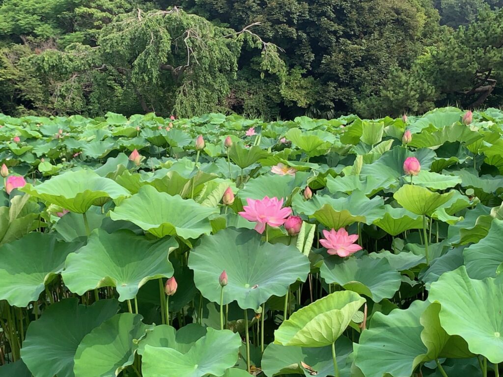 2025 蓮の開花状況 - お知らせ | 横浜 三溪園