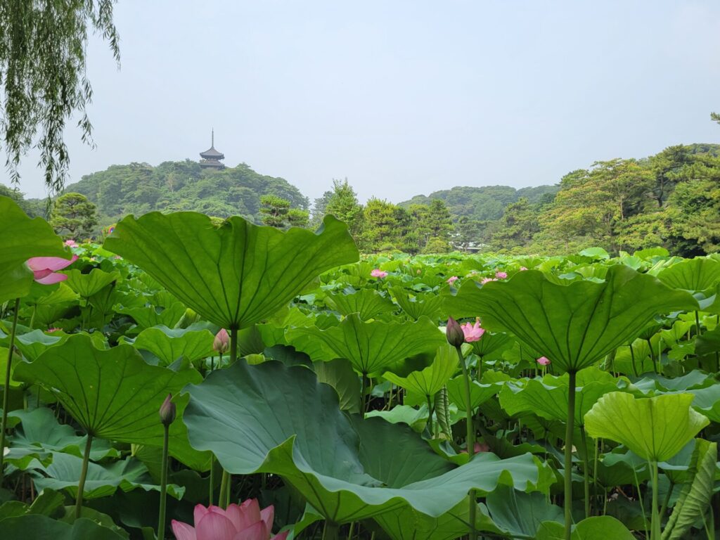 2025 蓮の開花状況 - お知らせ | 横浜 三溪園
