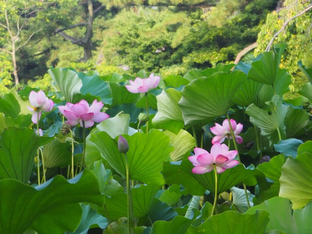 これから咲くつぼみもあります