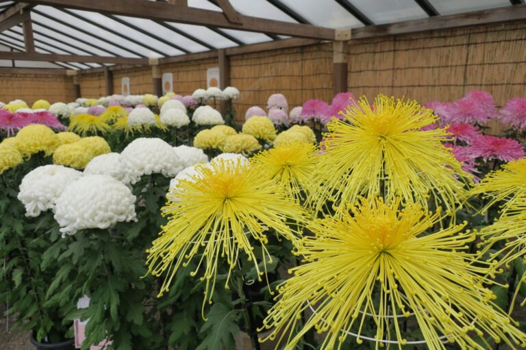 横浜市最大規模の「菊花展」