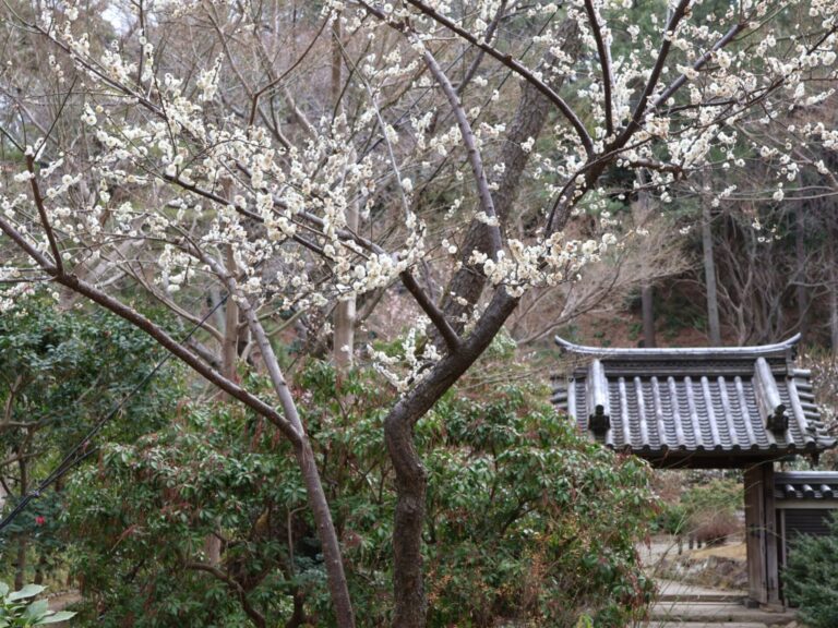 2026梅の開花情報 - お知らせ | 横浜 三溪園