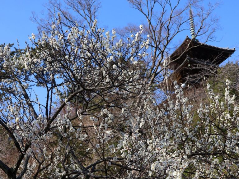 2026梅の開花情報 - お知らせ | 横浜 三溪園