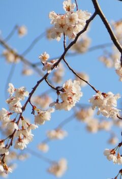 ショウカワザクラ２世