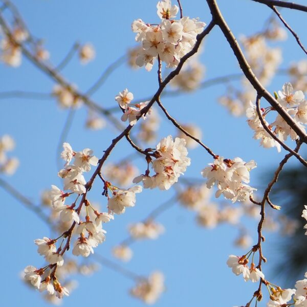 ショウカワザクラ２世