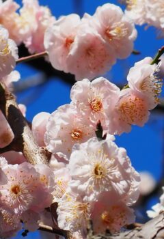 コウバイ（八重）