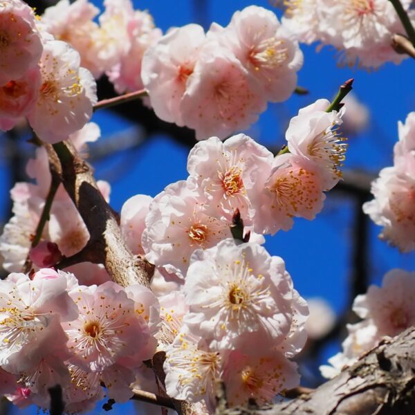 コウバイ（八重）