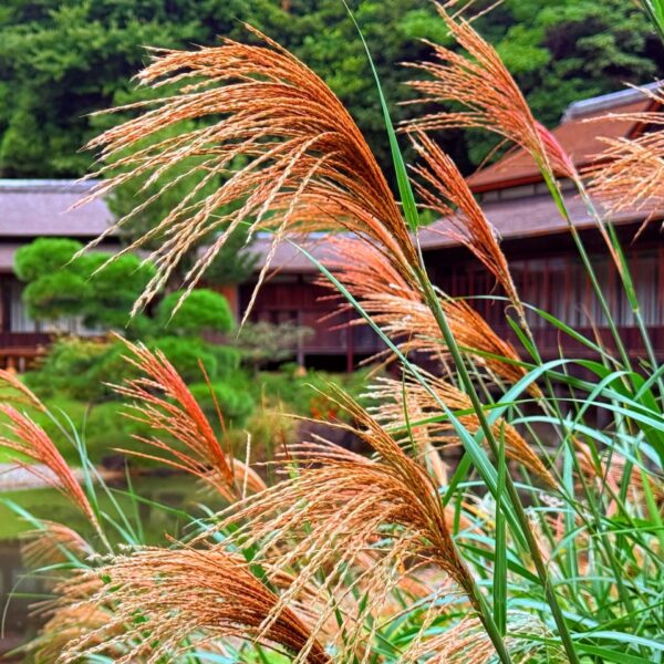 ススキ