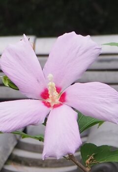 ムクゲ（ピンク）