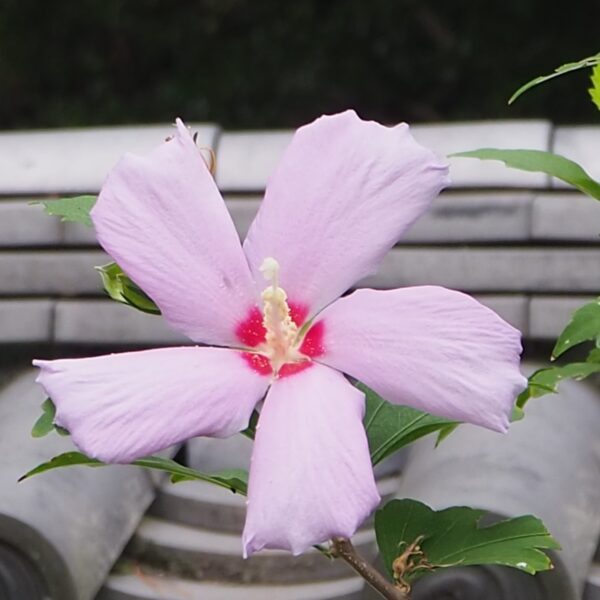 ムクゲ（ピンク）