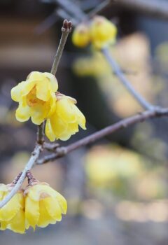 ソシンロウバイ