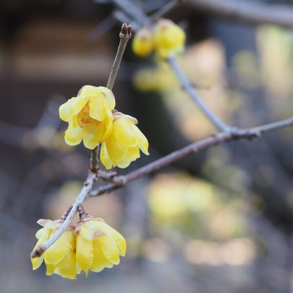 ソシンロウバイ