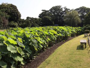 2026 蓮の開花状況 - お知らせ | 横浜 三溪園